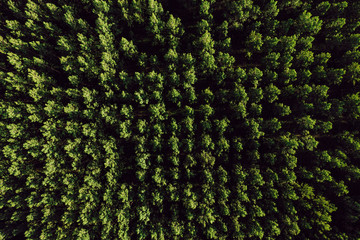 Aerial top view of cottonwood populus green forest in summer
