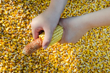 corn in female hands against corn kernels