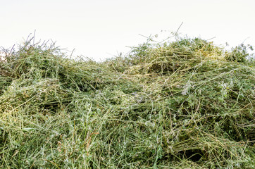 a pile of hay for the background