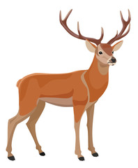 Naklejka na ściany i meble Deer isolated on white background. Vector illustration.
