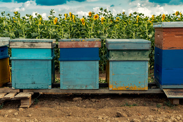 Honeybees and beehives in sunflower field