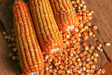 Top View Dried Corn on Wooden Background