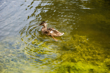 wild duck swims on the lake. View from above.