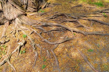 natural background with tree roots protruding above the ground