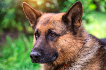 german shepherd dog on green grass.portrait of a black dog. sheepdog.Pet on nature in the forest