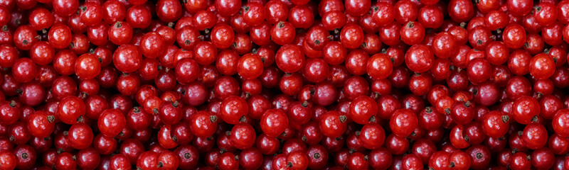 Red currant, close-up banner wallpaper panorama. Ripe red currant berries, low key. Harvesting farm...