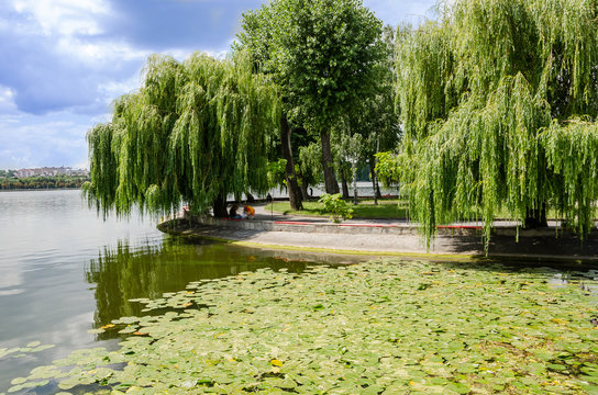beautiful view: lake in the park, blue sky and an island with willows around