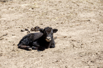 A young black calf enjoying the sunny outdoor life.This calf is a cross between the Brahman and Nguni breed of cattle.