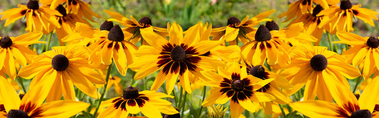 Black-eyed Susan Rudbeckia hirta yellow flower, banner background wallpaper. Decorative beautiful...