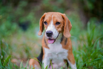 Portrait of a cute beagle dog outdoor in the park .