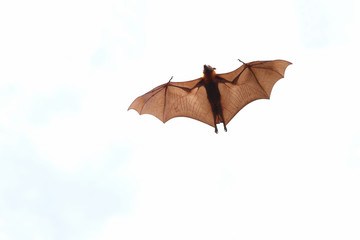 Bat flying on white background."Lyle's flying fox"