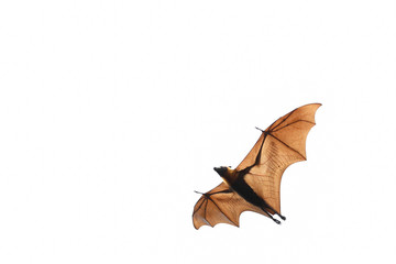 Fototapeta premium Bat flying on white background.