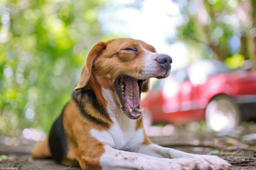 A cute beagle dog yawning while lying outdoor  in the park .