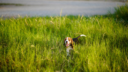 An adorable beagle puppy playing  outdoor on the grass field under the evening sunlight .