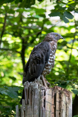 Wespenbussard