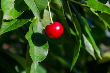 cherry on a tree on a background of green leaves