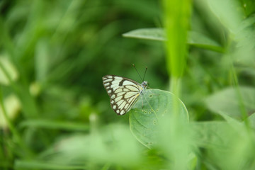 cute Indian baby girl playing at home