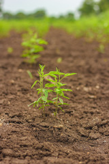 Pigeon pea tree in the agricultural field 