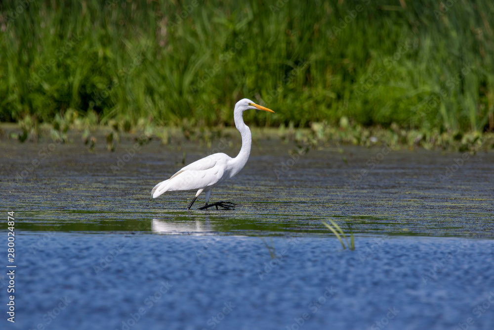 Sticker The great egret (Ardea alba),state conservation area in Wisconsin