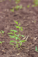 Pigeon pea tree in the agricultural field 