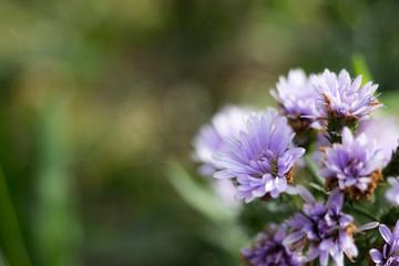 small flower in nature.