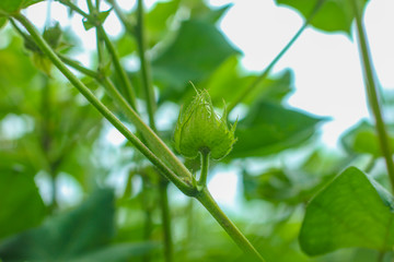 Row of growing Cotton field in India.