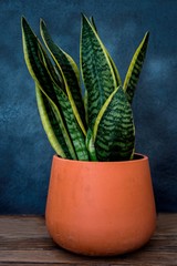 sanseviera plant on clay pot