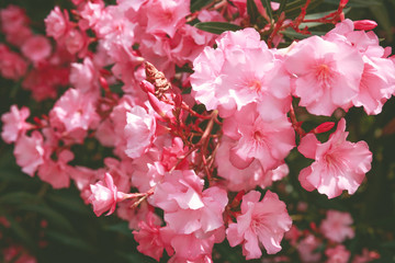 Summer blossoming pink flowers and petals festive background pastel and soft floral close up