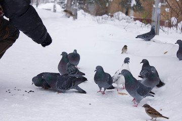 pigeons in the snow