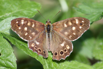 Speckled wood butterfly or Pararge aegeria on green leaf. July, Belarus