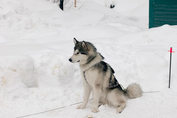 siberian husky in the snow