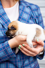Russia, Moscow. Cute puppy in the hands of on backdrop of jacket