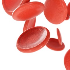 red blood cells isolated in white background