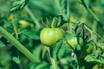 Fresh green tomato a growing in the garden