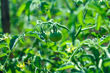 Fresh green tomato a growing in the garden