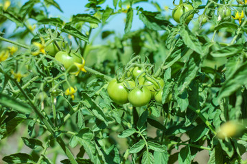 Fresh green tomato a growing in the garden