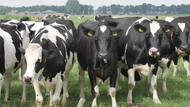 Curious Holstein black and white cows grazing in the meadow in Holland
