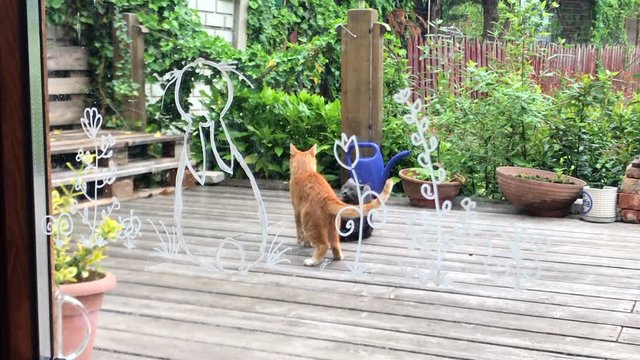Wide Shot Of A Ginger And Gray Tabby Cat Fighting On Wooden Balcony.