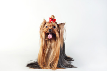 Naklejka premium Yorkshire Terrier isolated on white
