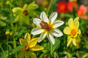 Allphotokz Butterflies 20091005 1005 5D