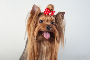 Yorkshire Terrier isolated on white