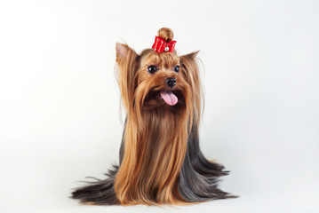 Naklejka premium Yorkshire Terrier isolated on white