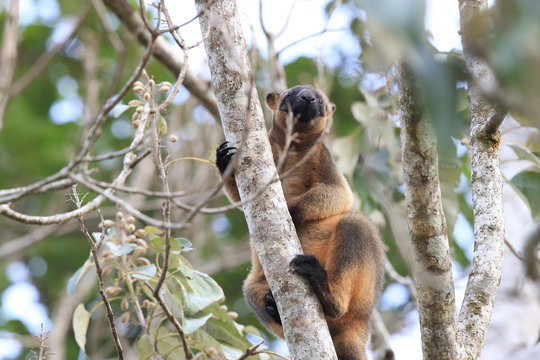 A Lumholtz's tree-kangaroo (Dendrolagus lumholtzi) rests high in a tree in a dry forest  Queensland, Australia