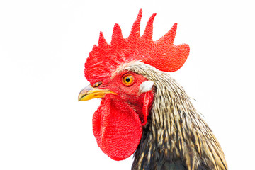 rooster with red comb isolated on white background