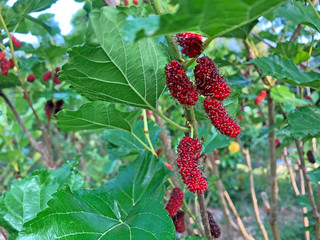 The mulberry fruits that are ripe and not ripe for health are placed in basket