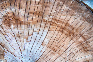 large cracks on the cross cut of the old tree