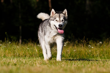 Naklejka na ściany i meble dog in the grass Alaskan Malamute breed