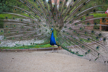Obraz premium A beautiful peacock in the Waldstein Garden in Prague in the Czech Republic