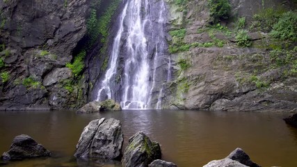 Search Photos Jungle Background