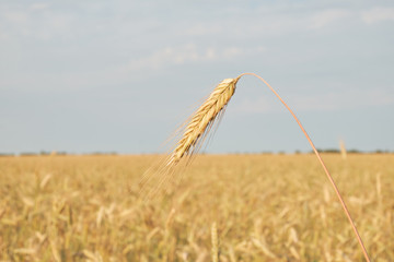 Obraz premium Ear of grain against the sky and fields. spike of grain